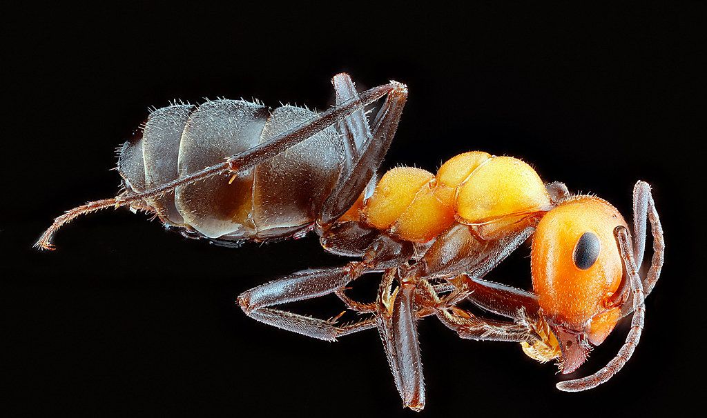 Ant Control service in Simi Valley, CA