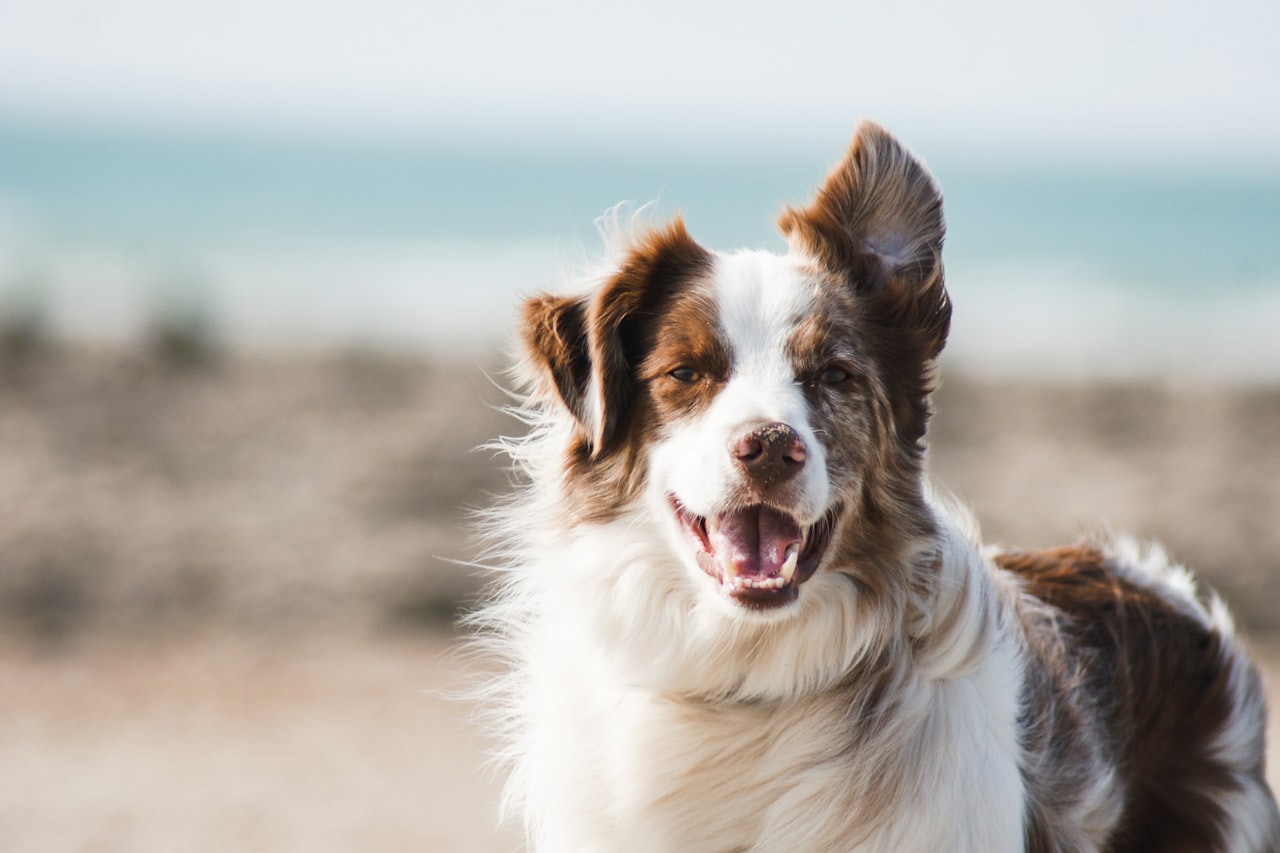 Flea & Tick Control service in Simi Valley, CA