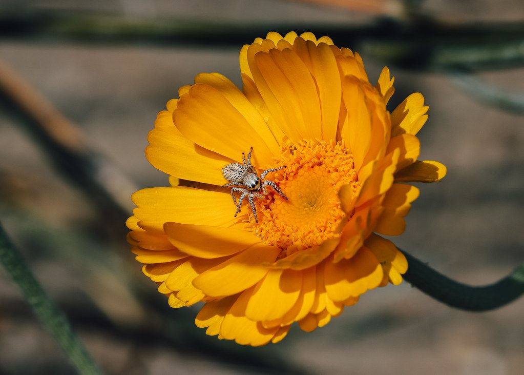 Spider Control service in Simi Valley, CA